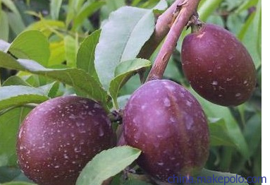 ky开元集团官网入口